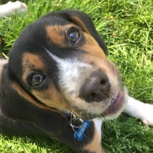 Meet your Posher, Dina